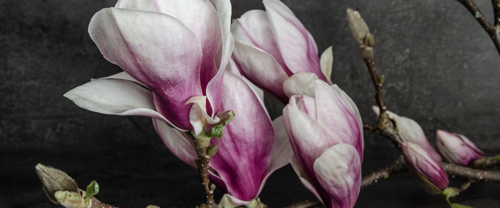 Aufblühende Magnolie isoliert, Glasbild Panorama