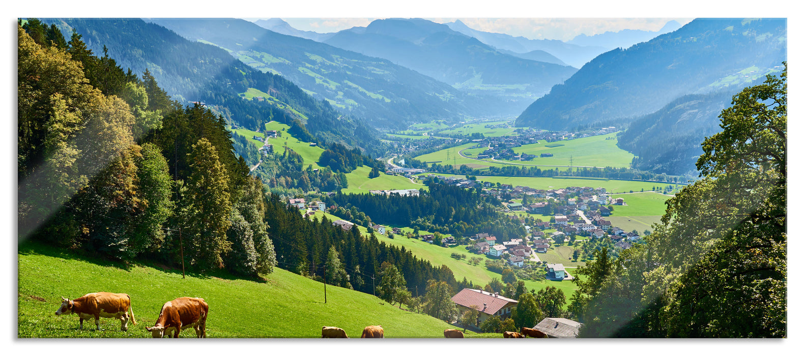 Pixxprint Kuhherde auf Zillertaler Almwiese, Glasbild Panorama