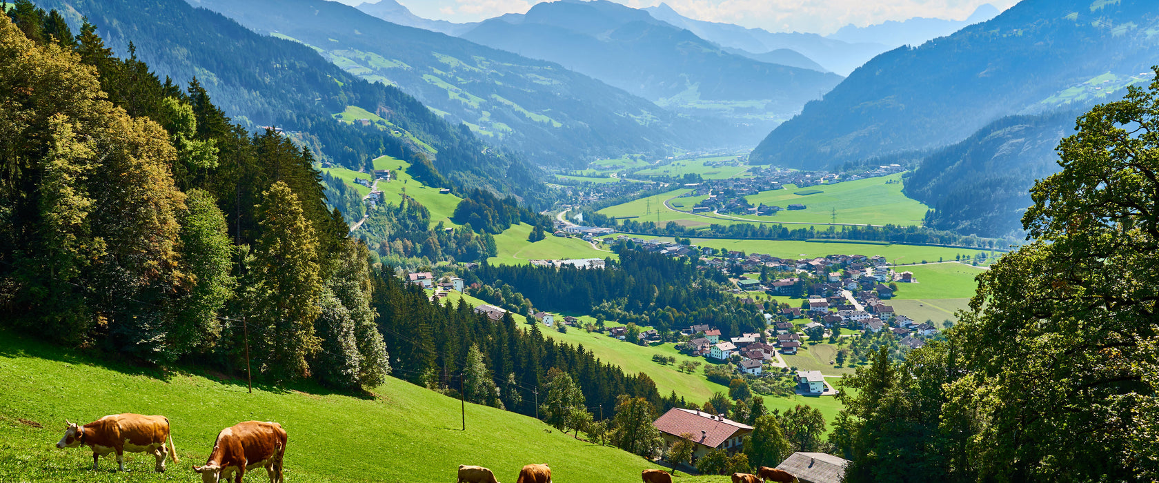 Kuhherde auf Zillertaler Almwiese, Glasbild Panorama