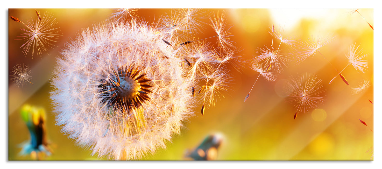 Pixxprint Nahaufnahme Pusteblume Sonnenuntergang, Glasbild Panorama