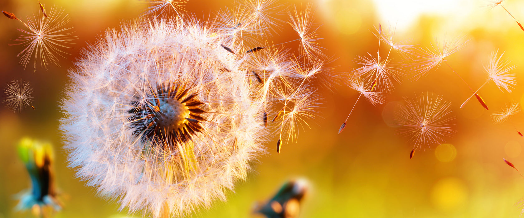 Nahaufnahme Pusteblume Sonnenuntergang, Glasbild Panorama