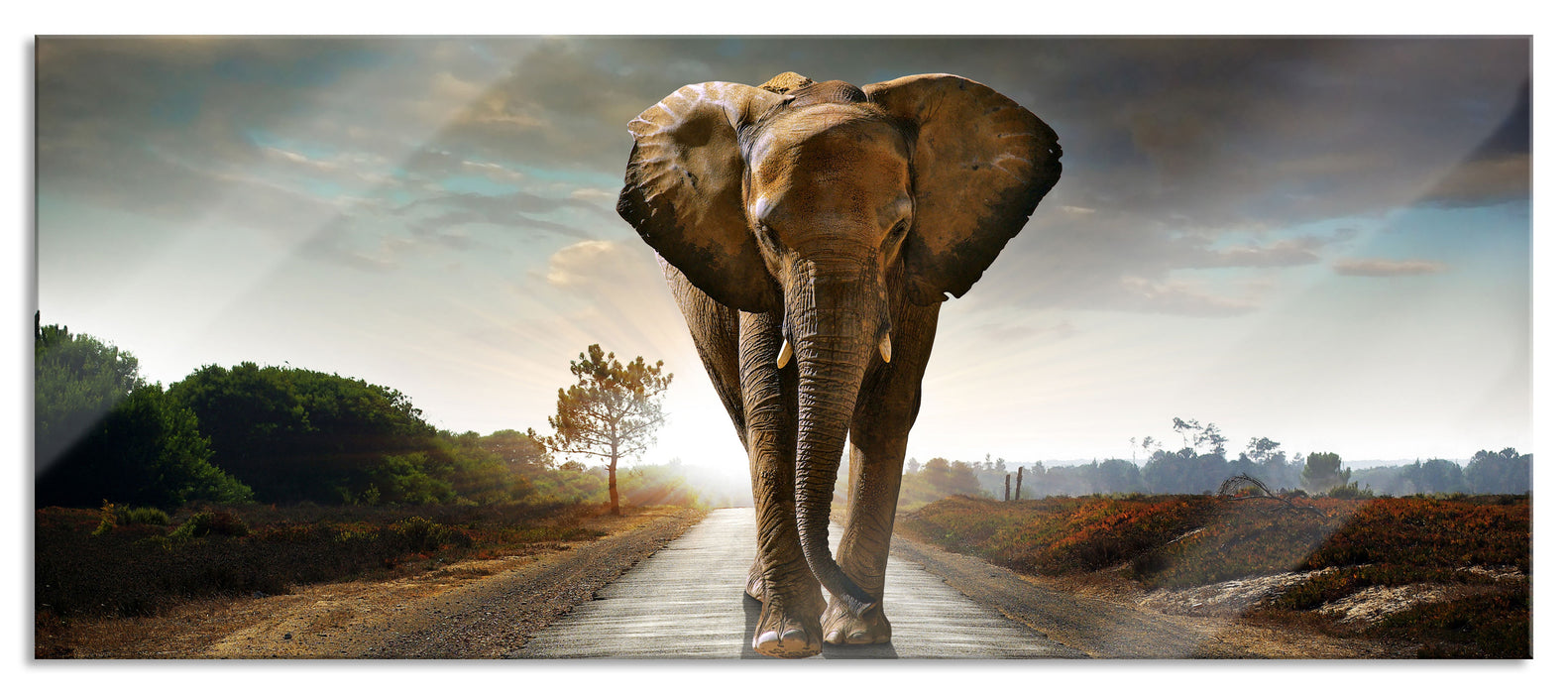 Pixxprint Elefant frontal auf Straße laufend, Glasbild Panorama