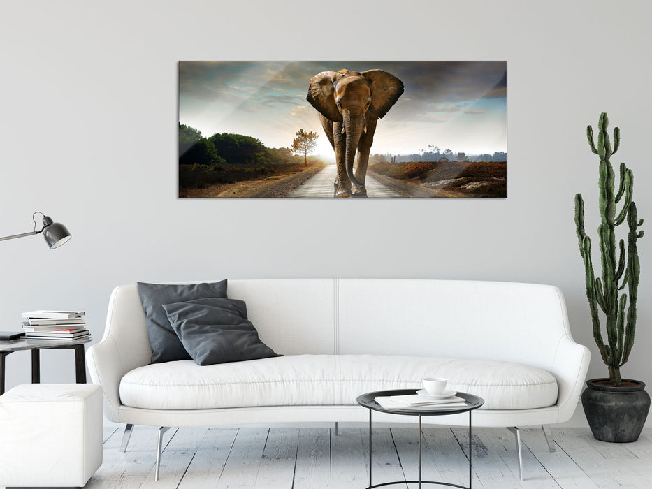 Elefant frontal auf Straße laufend, Glasbild Panorama