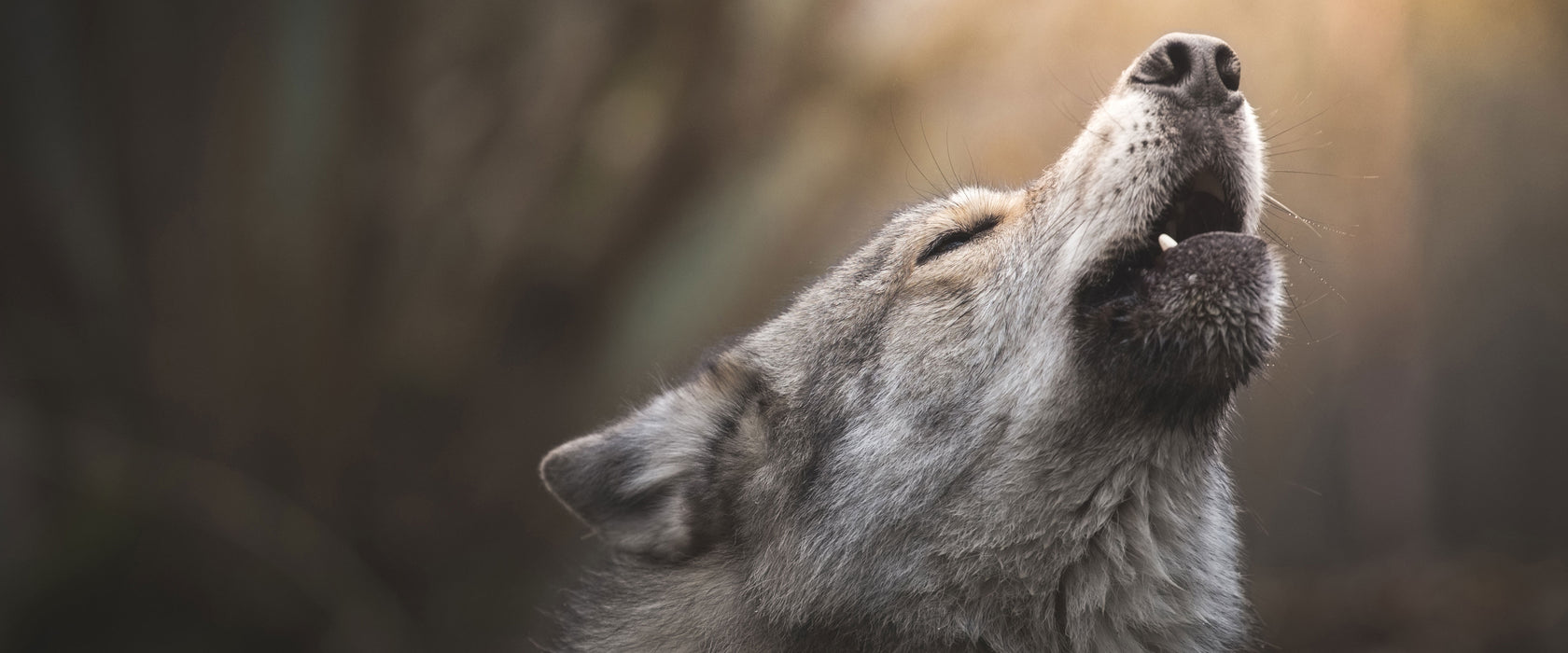 Heulender Wolf Nahaufnahme, Glasbild Panorama