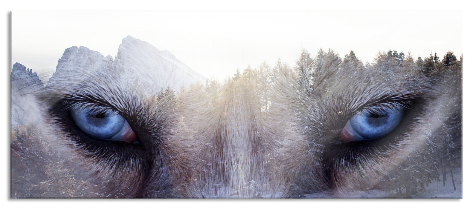 Pixxprint Overlay Wolfsaugen über Winterwald, Glasbild Panorama