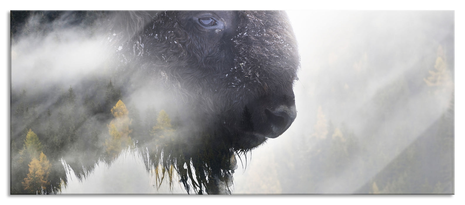 Pixxprint Wildes Bison in nebeligem Wald, Glasbild Panorama