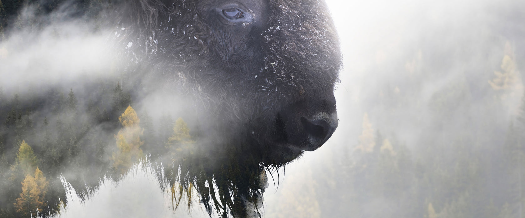 Wildes Bison in nebeligem Wald, Glasbild Panorama