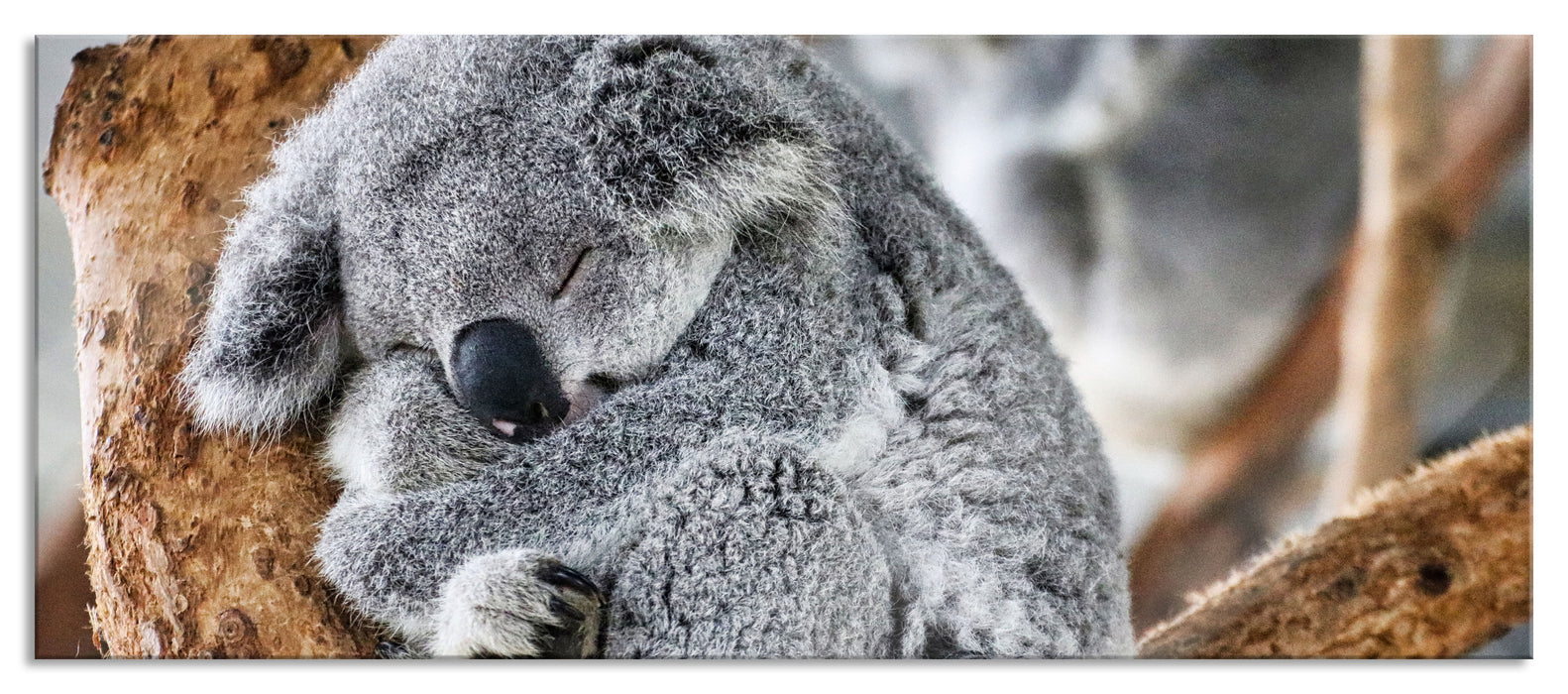 Pixxprint Koala schläft eingekuschelt im Baum, Glasbild Panorama