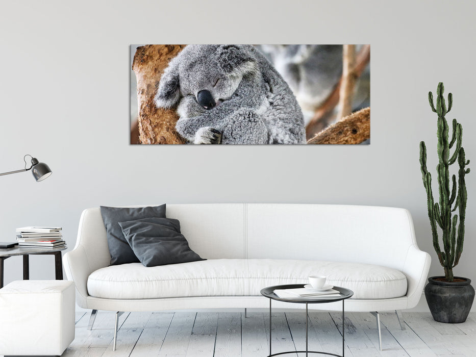 Koala schläft eingekuschelt im Baum, Glasbild Panorama