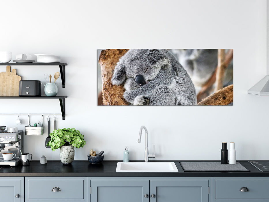 Koala schläft eingekuschelt im Baum, Glasbild Panorama