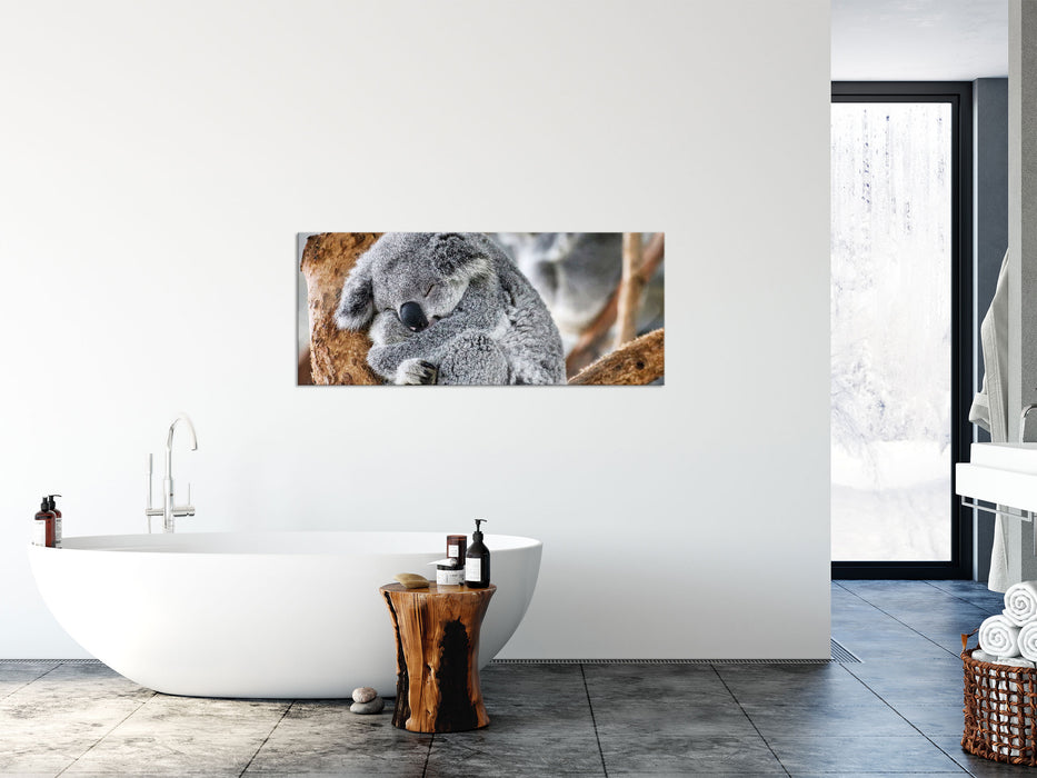 Koala schläft eingekuschelt im Baum, Glasbild Panorama