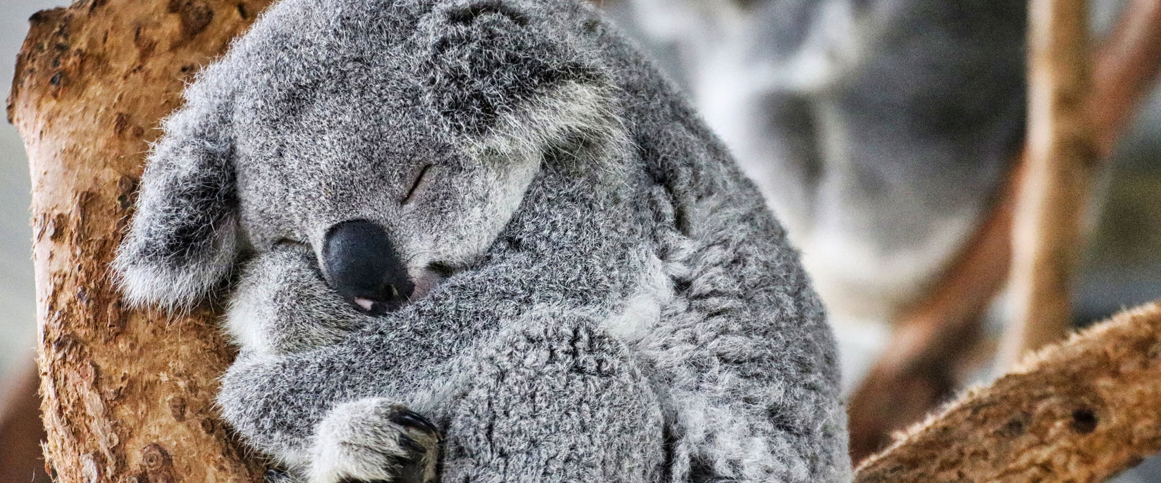 Koala schläft eingekuschelt im Baum, Glasbild Panorama