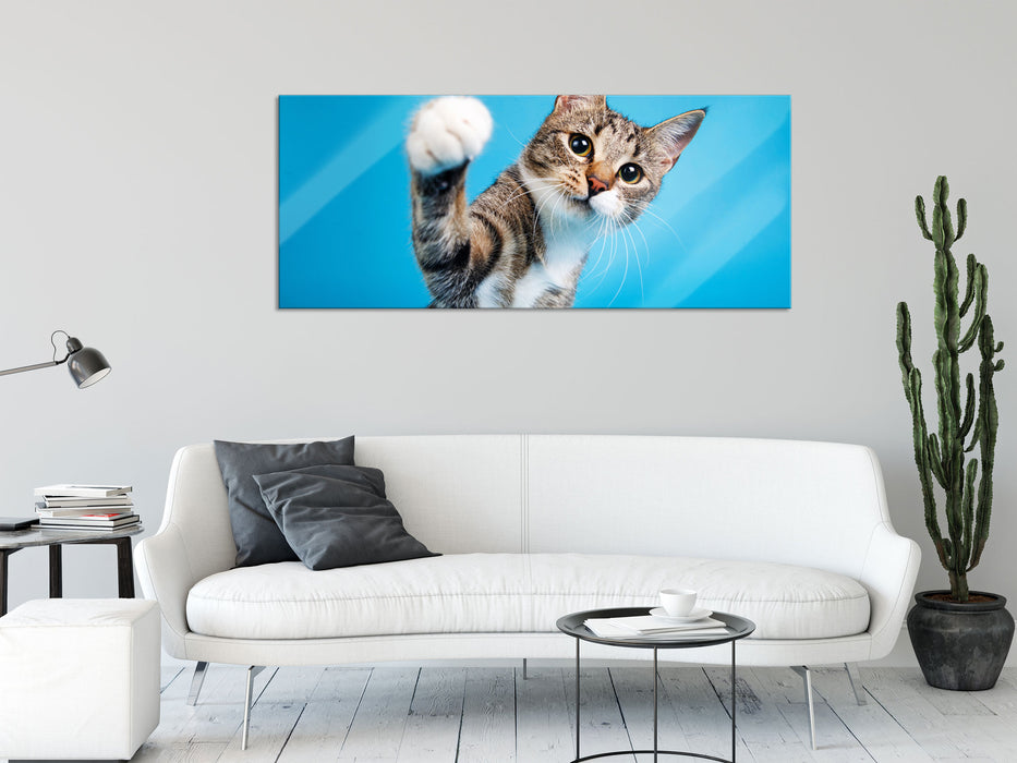 Neugierige Katze vor blauem Hintergrund, Glasbild Panorama