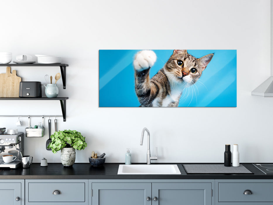 Neugierige Katze vor blauem Hintergrund, Glasbild Panorama