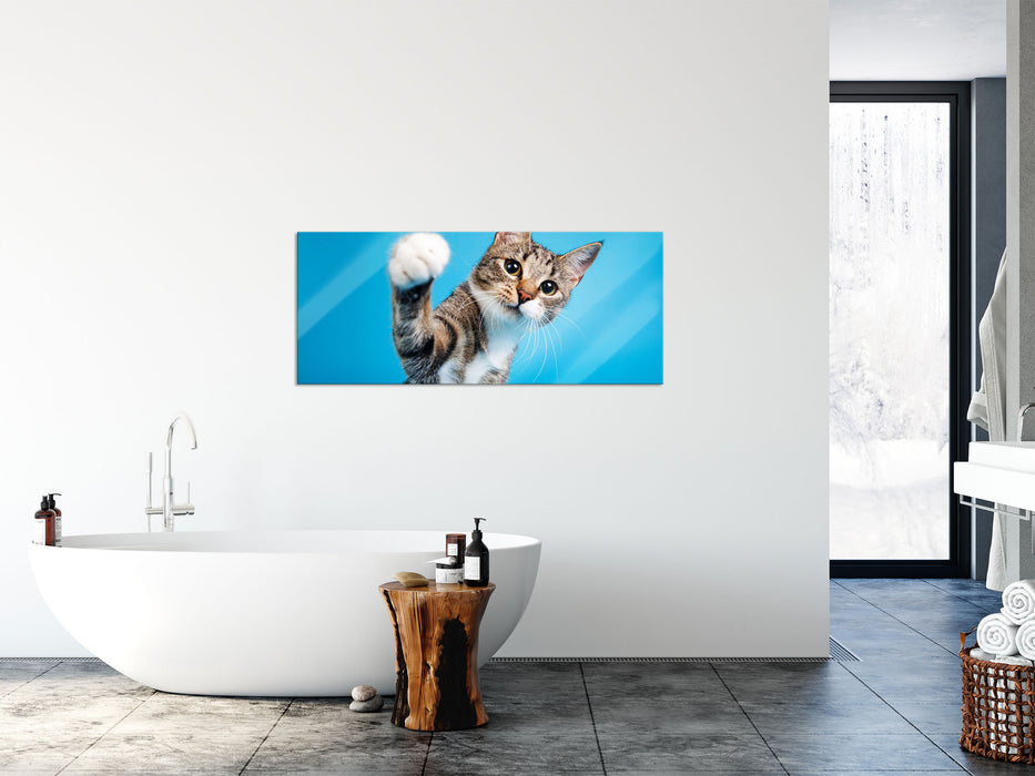 Neugierige Katze vor blauem Hintergrund, Glasbild Panorama