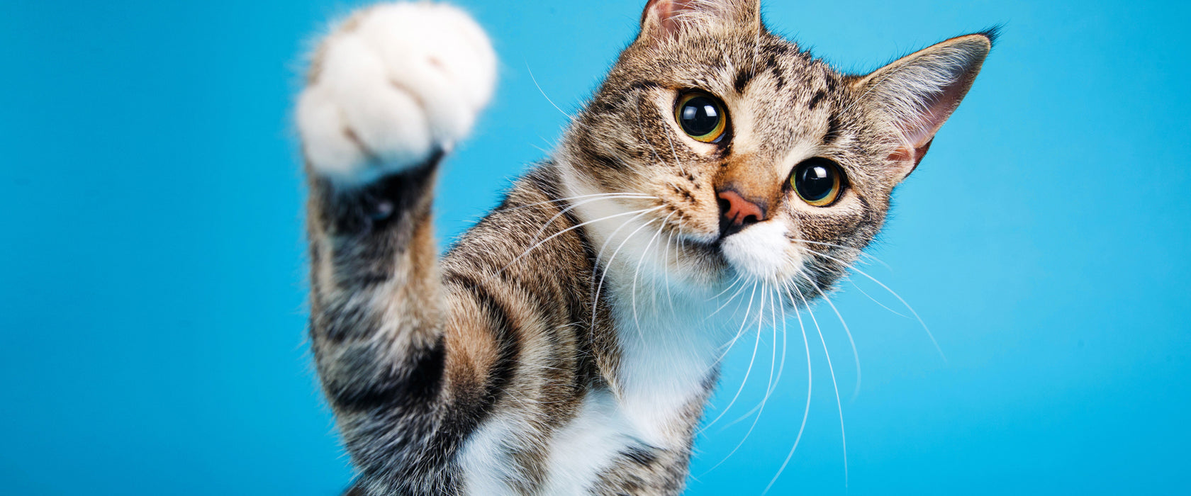 Neugierige Katze vor blauem Hintergrund, Glasbild Panorama