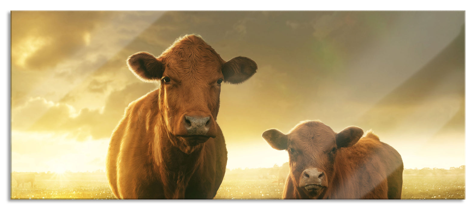 Pixxprint Kuh und Kalb im Sonnenuntergang auf Wiese, Glasbild Panorama