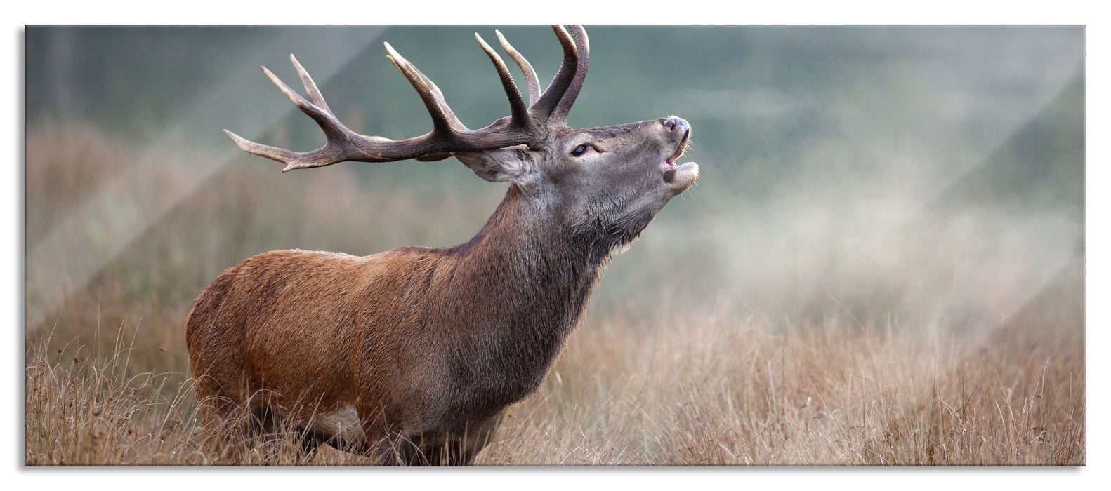 Pixxprint Röhrender Hirsch im Feld, Glasbild Panorama