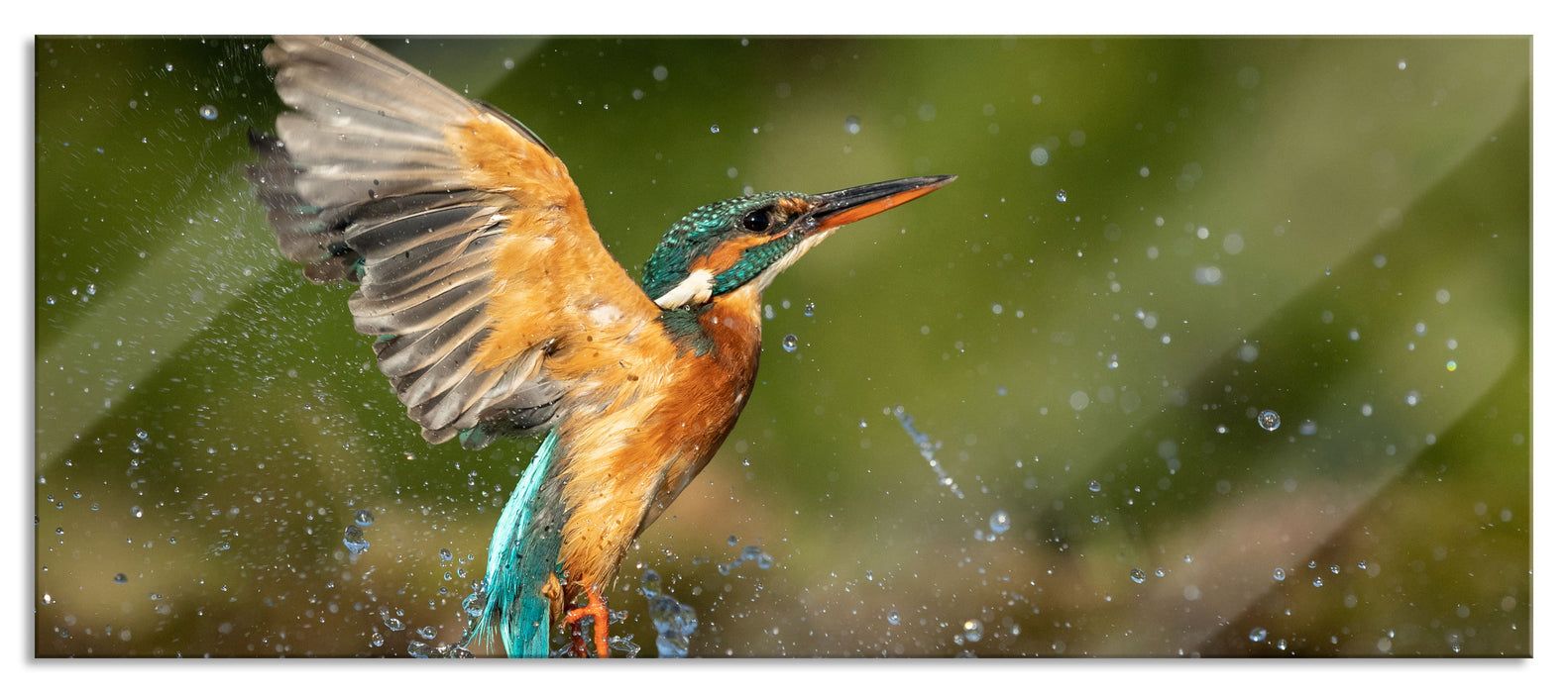 Pixxprint Eisvogel auf der Jagd nach Fischen, Glasbild Panorama