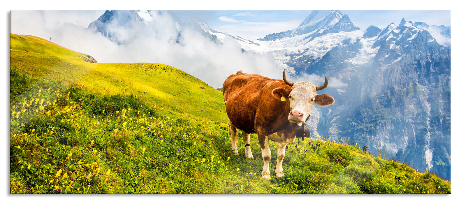 Pixxprint Kuh auf grüner Alm in den Bergen, Glasbild Panorama