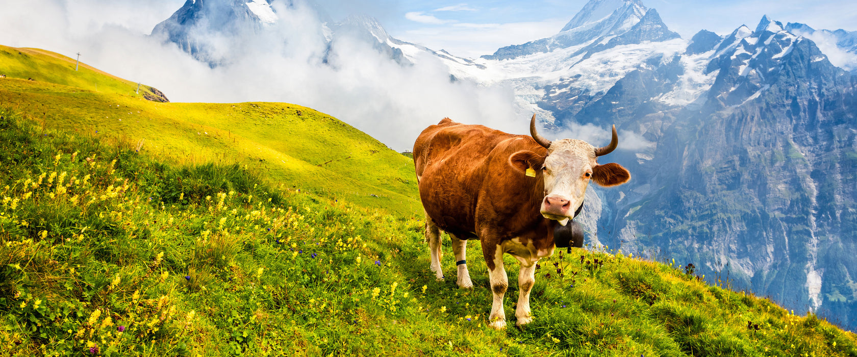 Kuh auf grüner Alm in den Bergen, Glasbild Panorama