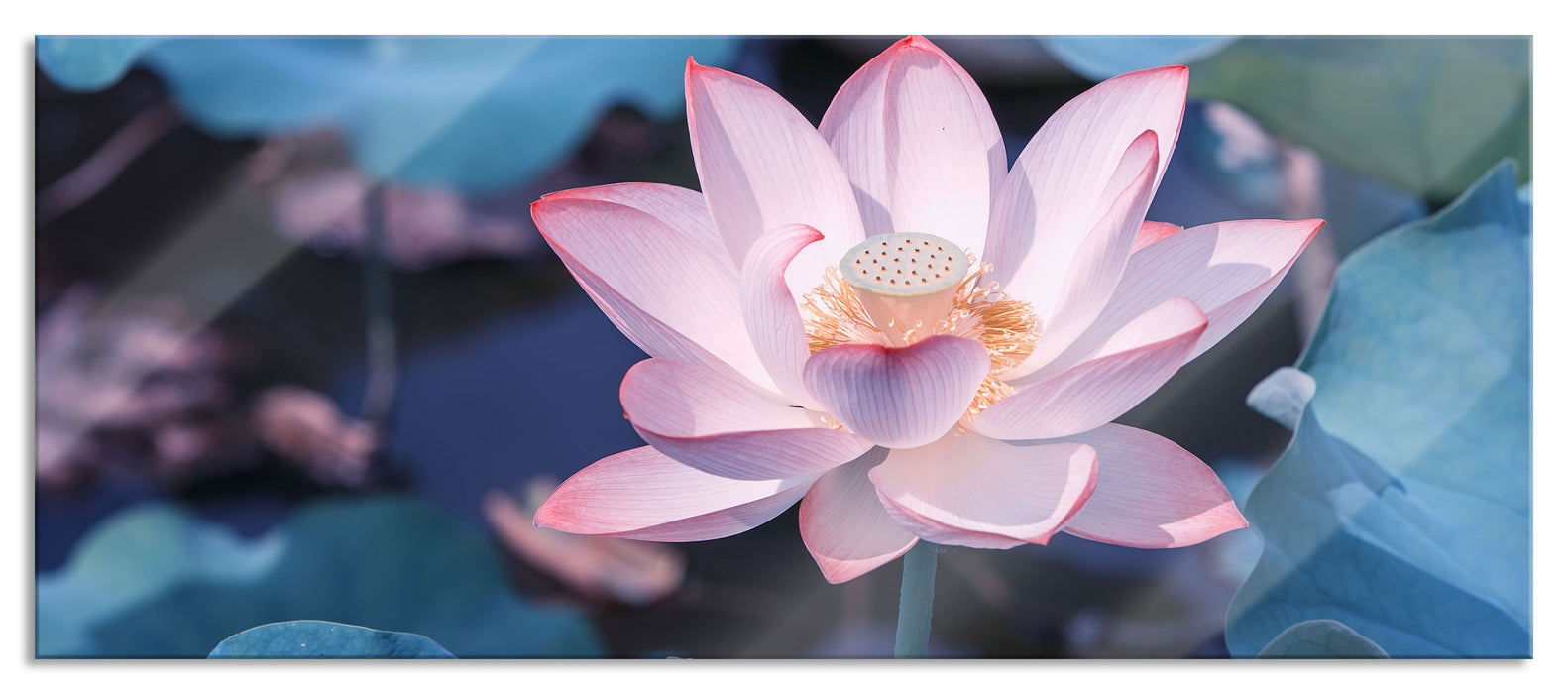 Pixxprint Rosa blühender Lotus Nahaufnahme, Glasbild Panorama