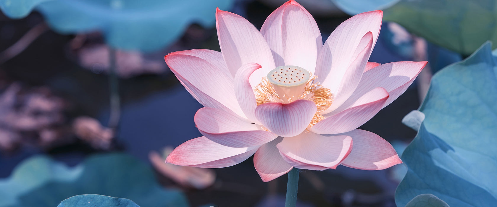 Rosa blühender Lotus Nahaufnahme, Glasbild Panorama