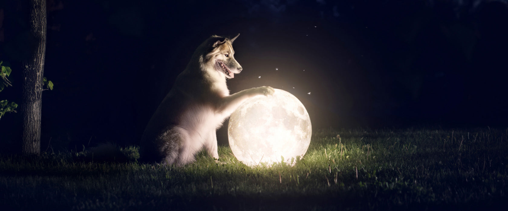 Hund mit leuchtendem Mond bei Nacht, Glasbild Panorama