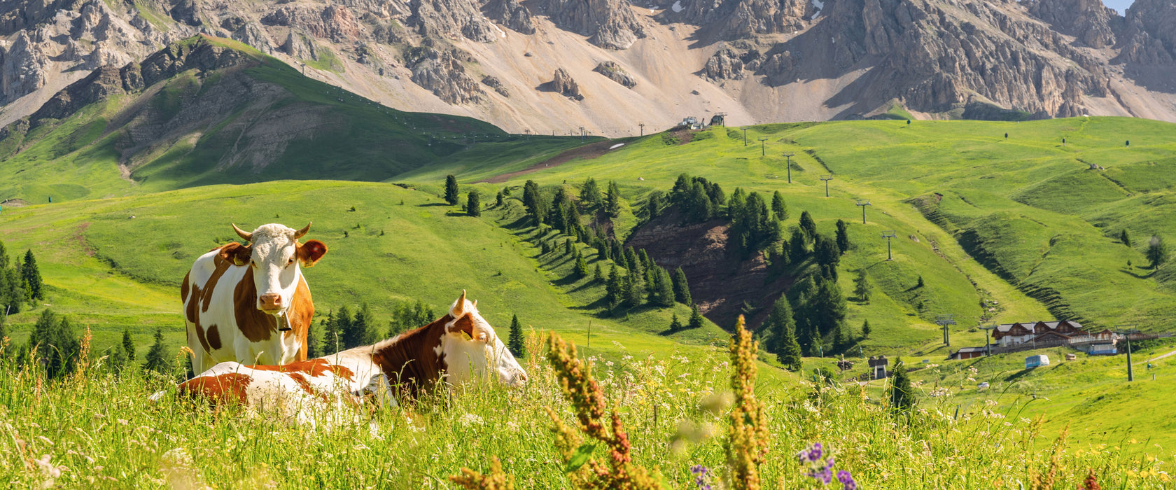 Alpenszene mit Kühen auf grüner Wiese, Glasbild Panorama