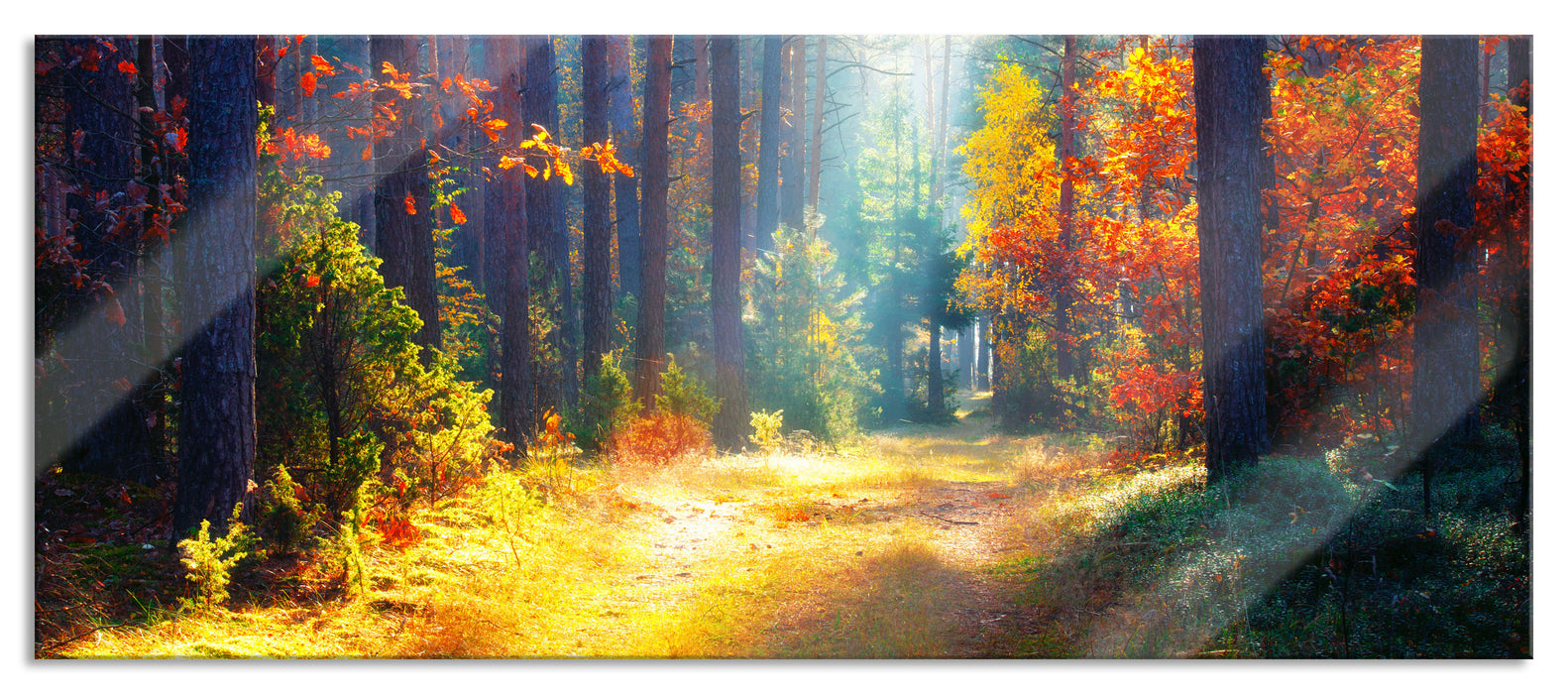 Pixxprint Sonnige Lichtung im Herbstwald, Glasbild Panorama