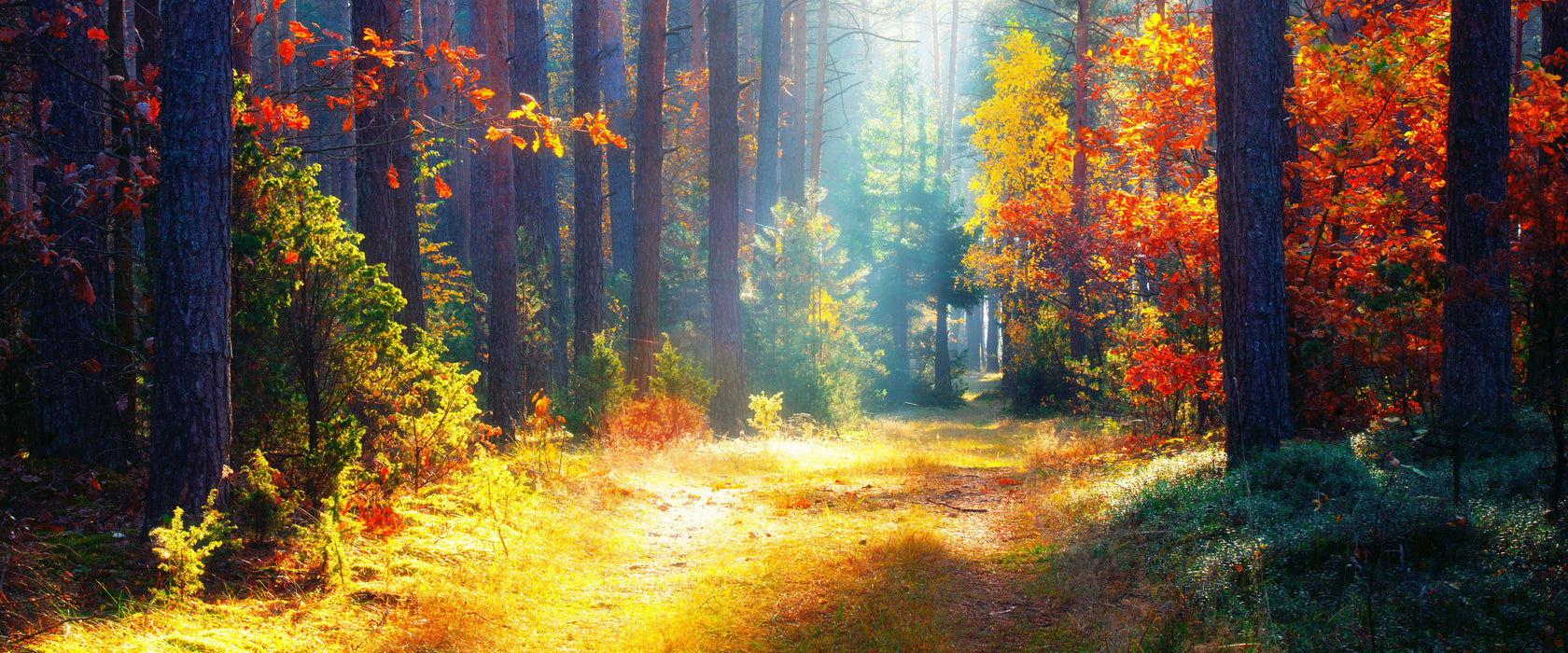 Sonnige Lichtung im Herbstwald, Glasbild Panorama