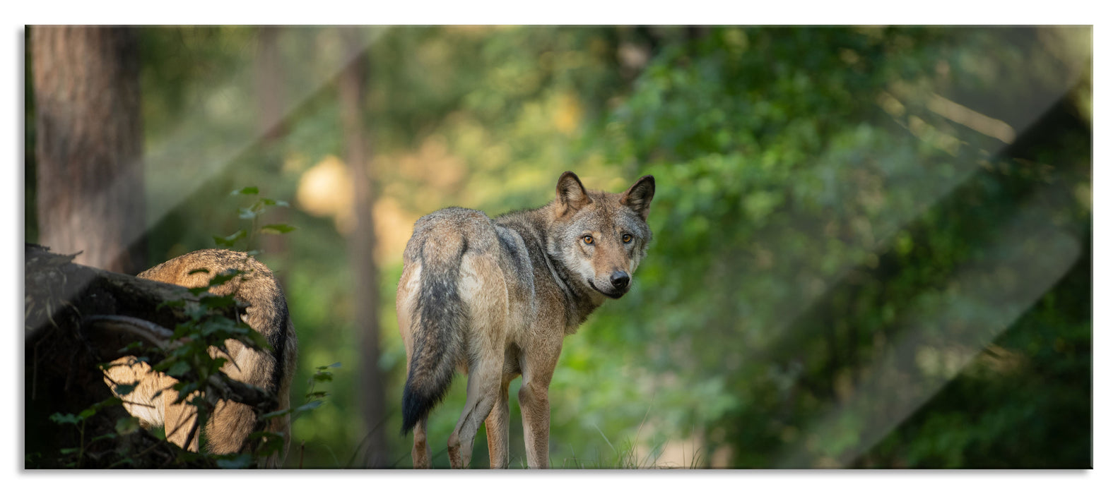 Pixxprint Ängstlicher Wolf im Wald, Glasbild Panorama