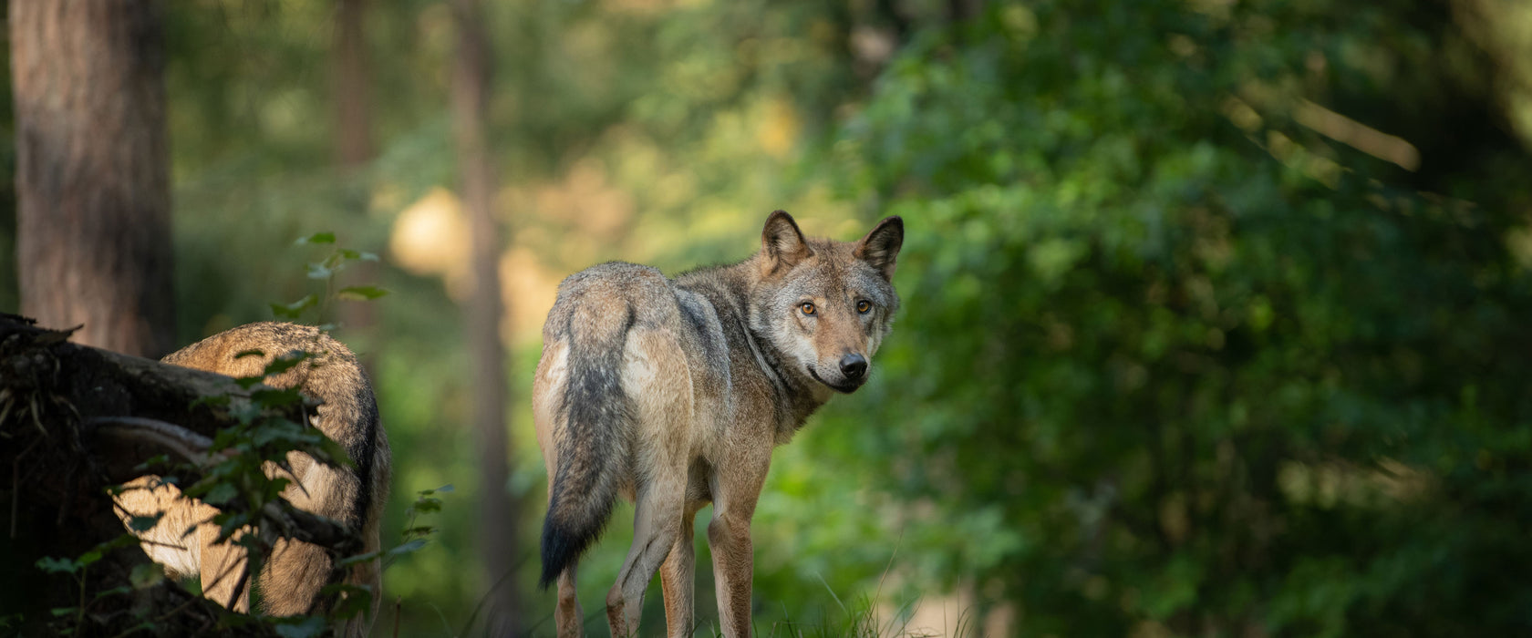 Ängstlicher Wolf im Wald, Glasbild Panorama