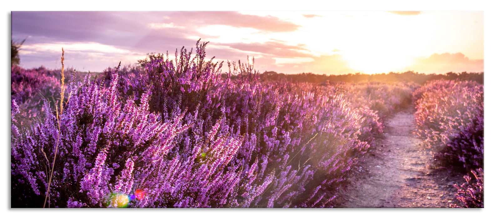 Pixxprint Lavendellandschaft bei Sonnenuntergang, Glasbild Panorama