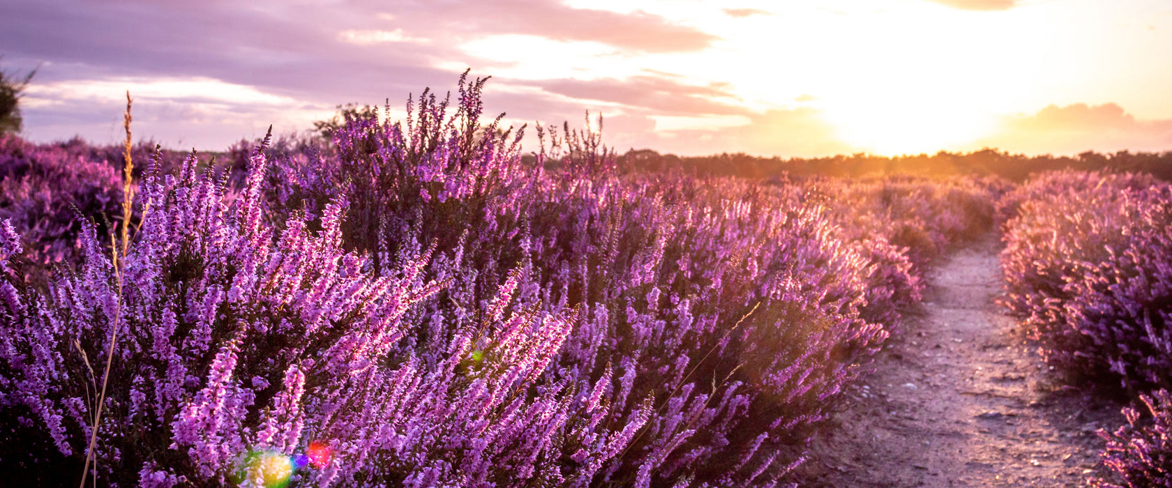 Lavendellandschaft bei Sonnenuntergang, Glasbild Panorama