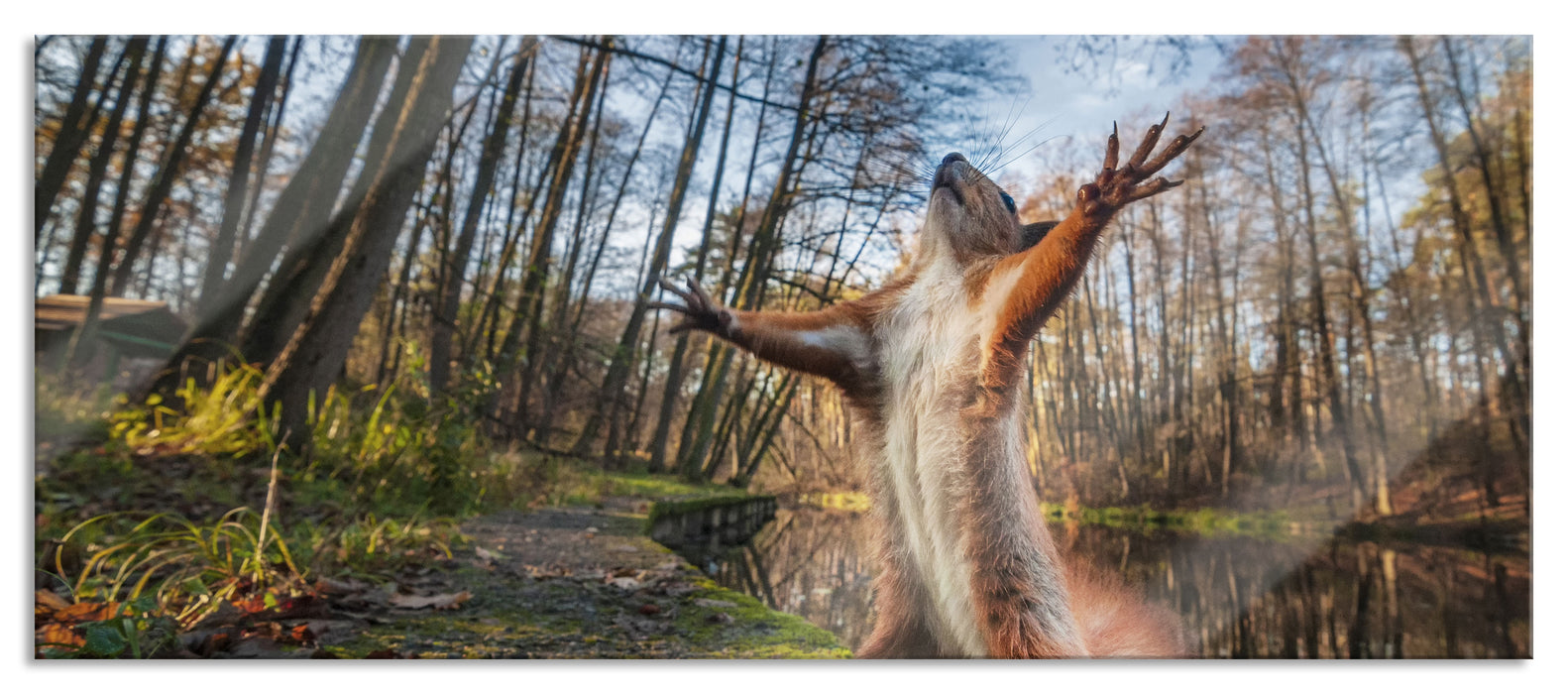 Pixxprint Lustiges Eichhörnchen steht im Wald, Glasbild Panorama