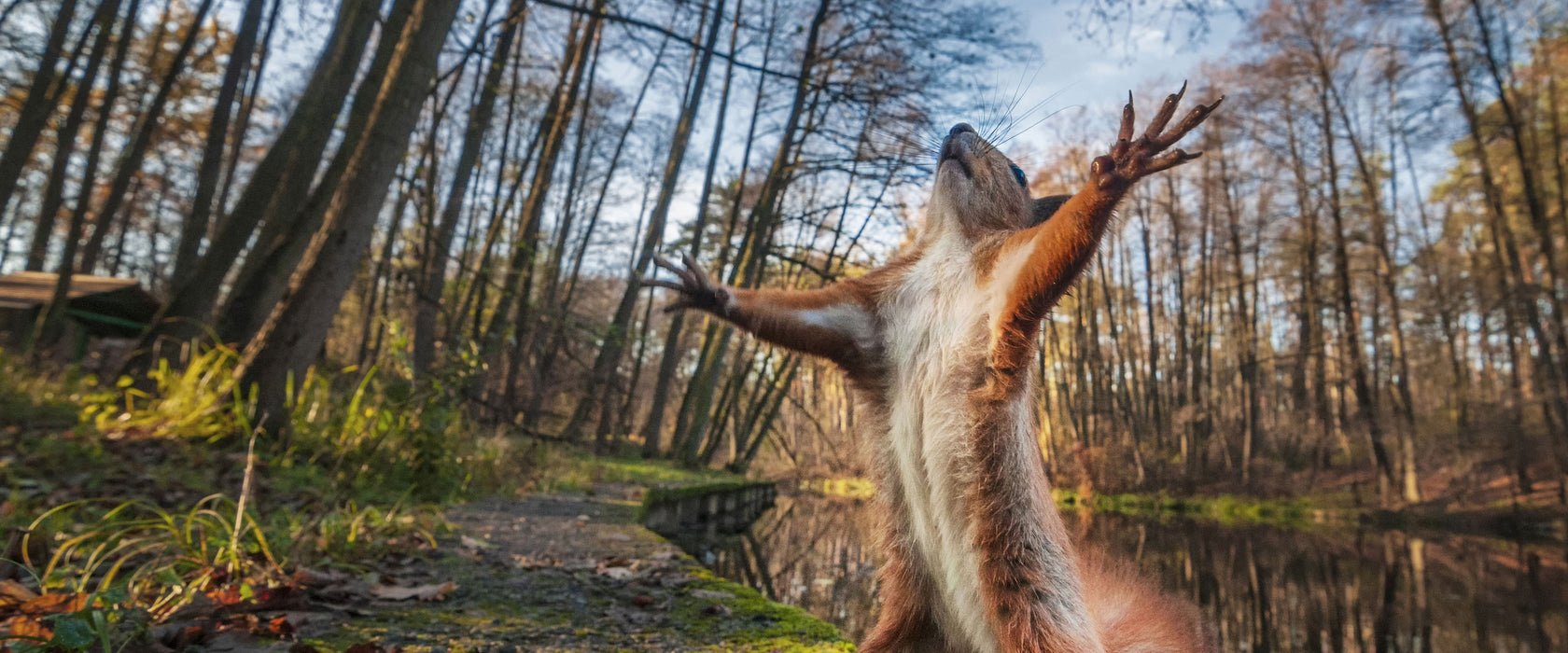 Lustiges Eichhörnchen steht im Wald, Glasbild Panorama