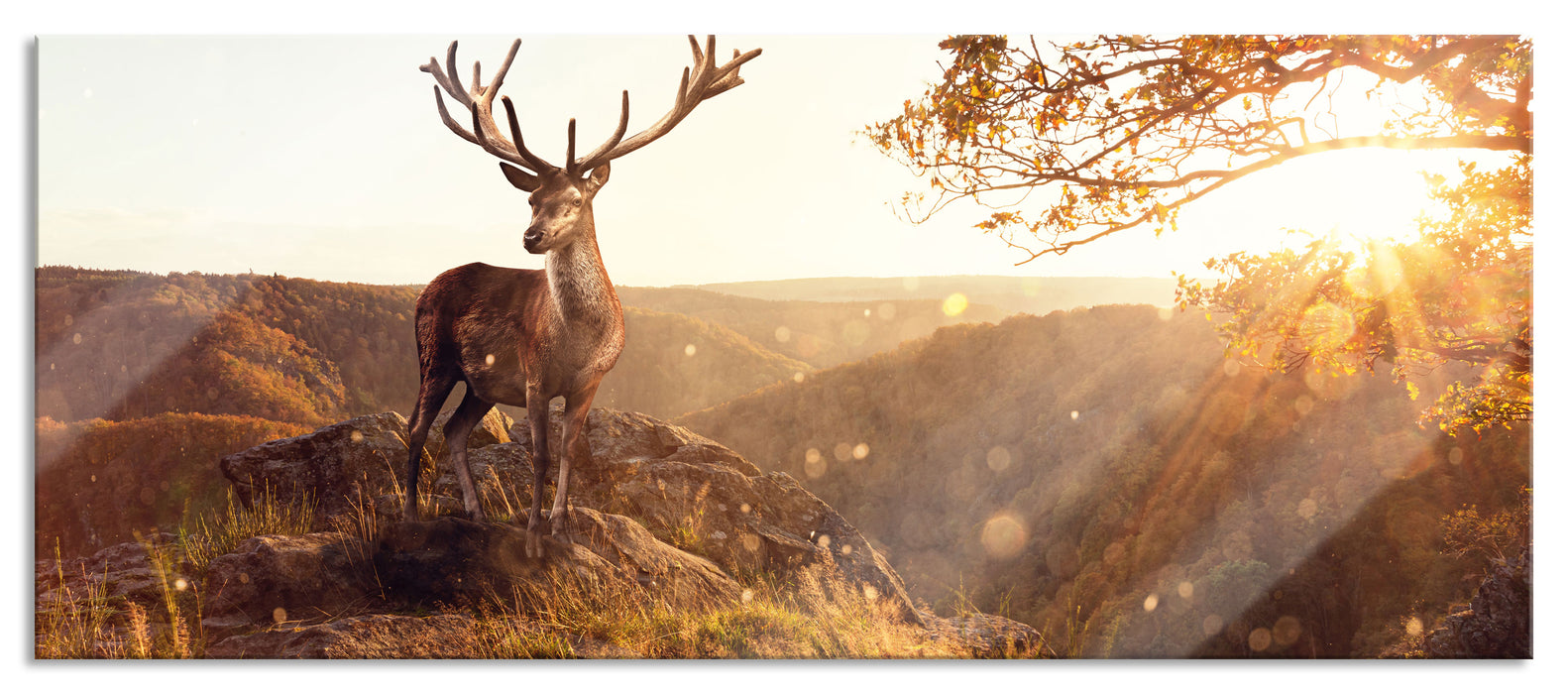 Pixxprint Anmutiger Hirsch bei Sonnenuntergang, Glasbild Panorama