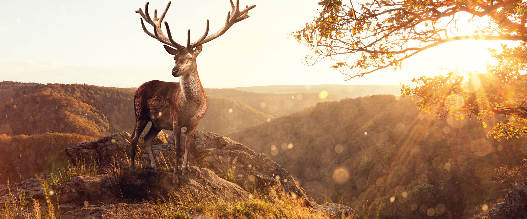 Anmutiger Hirsch bei Sonnenuntergang, Glasbild Panorama