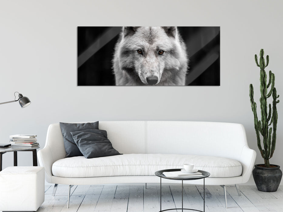 Nahaufnahme junger Polarwolf, Glasbild Panorama