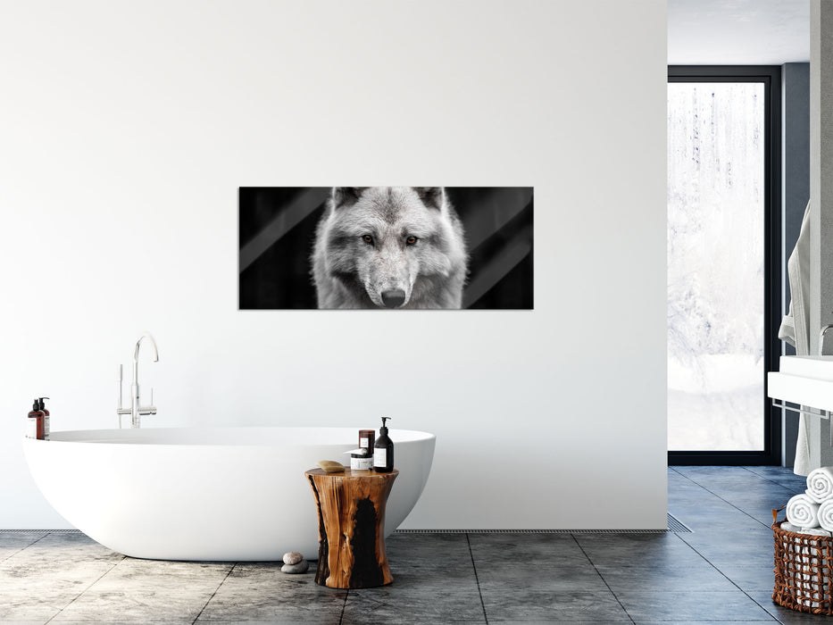 Nahaufnahme junger Polarwolf, Glasbild Panorama