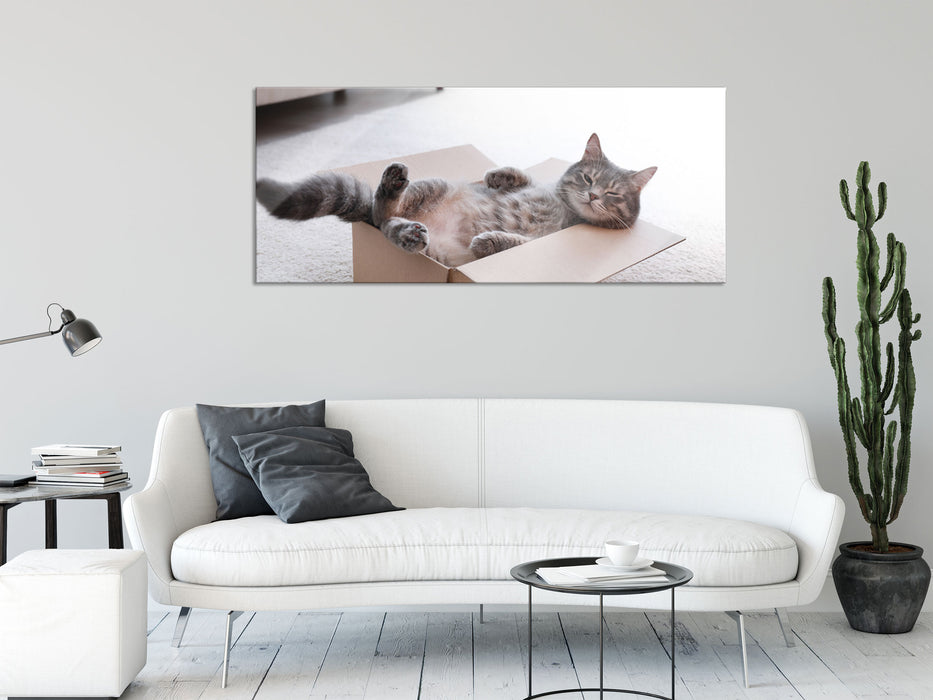 Müde Katze schläft im Karton, Glasbild Panorama