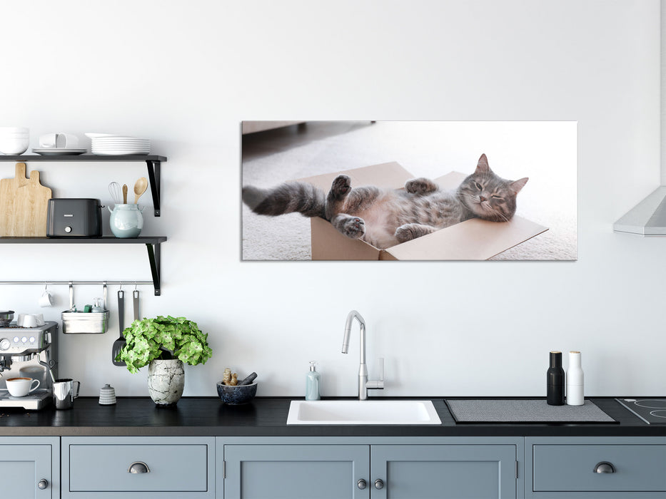 Müde Katze schläft im Karton, Glasbild Panorama