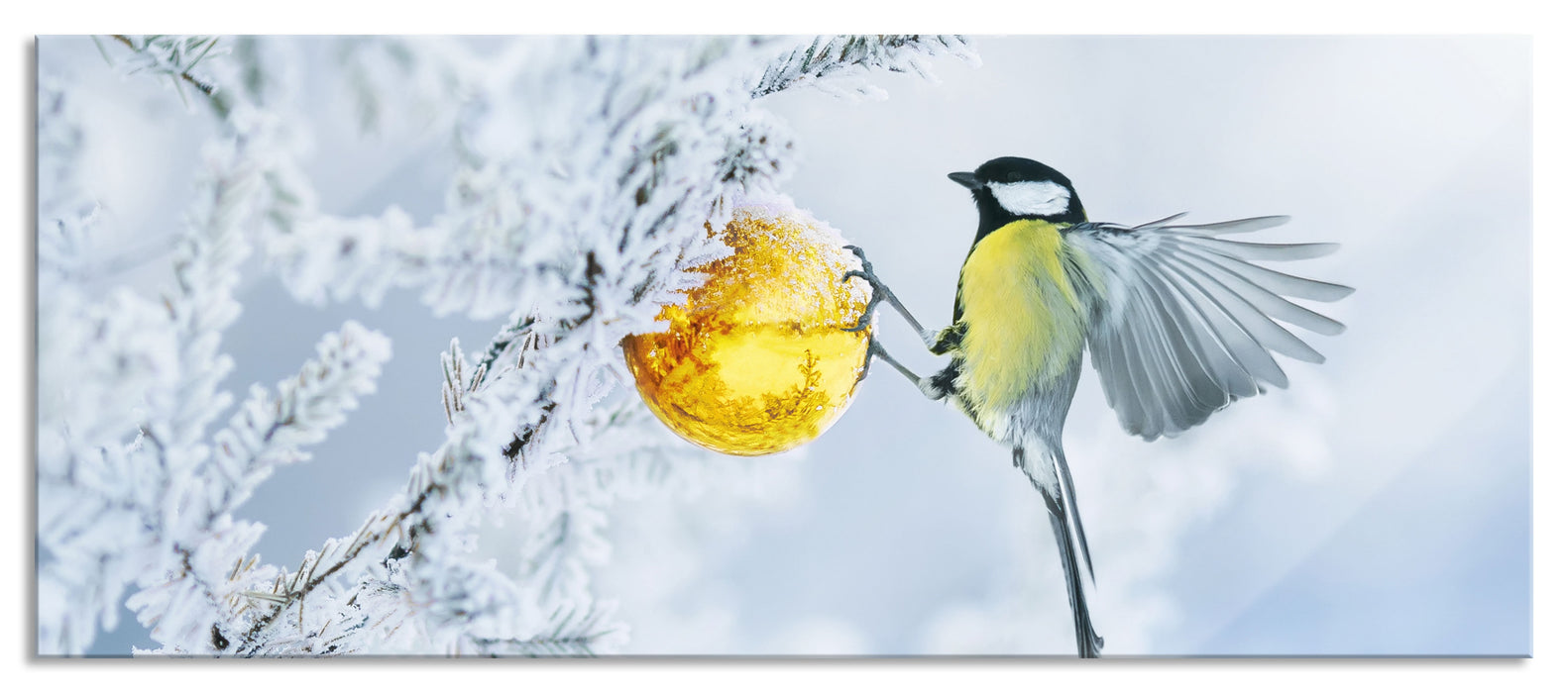 Pixxprint Kohlmeise an goldener Kugel in Winterwald, Glasbild Panorama