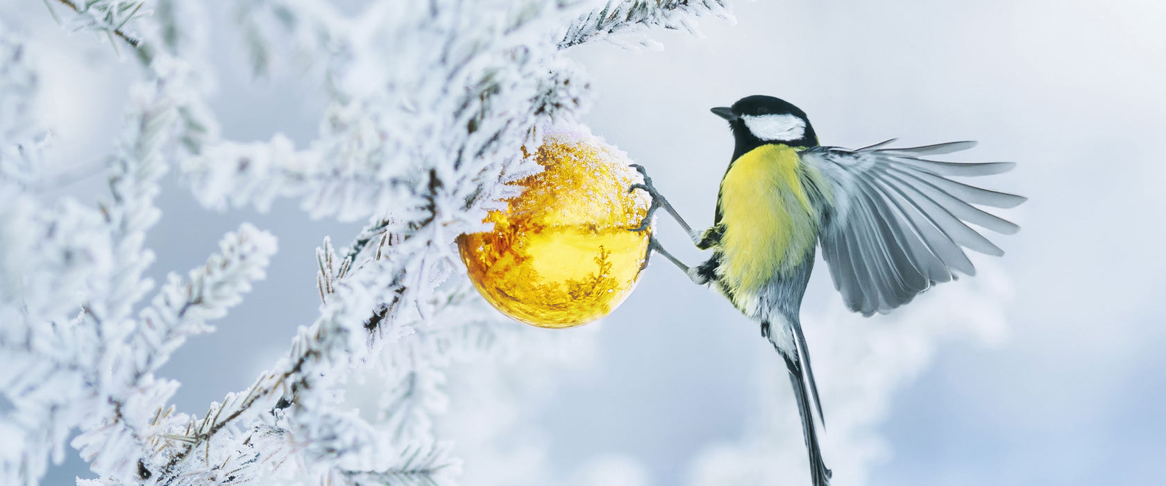 Kohlmeise an goldener Kugel in Winterwald, Glasbild Panorama