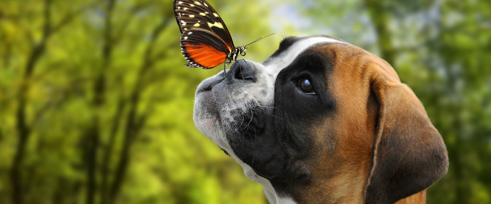 Welpe mit Schmetterling auf der Nase, Glasbild Panorama