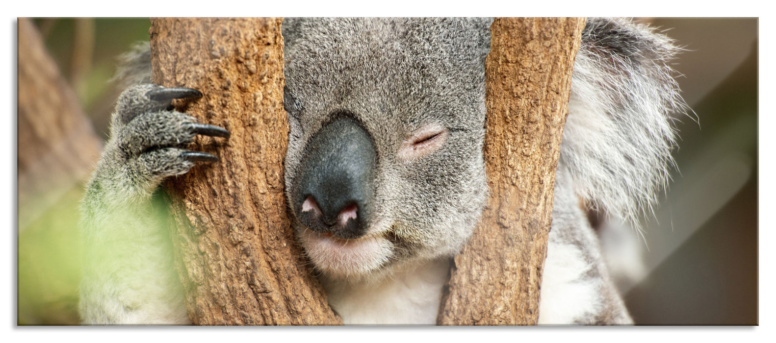 Pixxprint Koala schläft mit Kopf in Astgabel, Glasbild Panorama