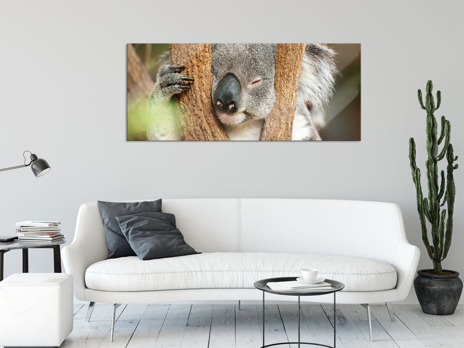 Koala schläft mit Kopf in Astgabel, Glasbild Panorama