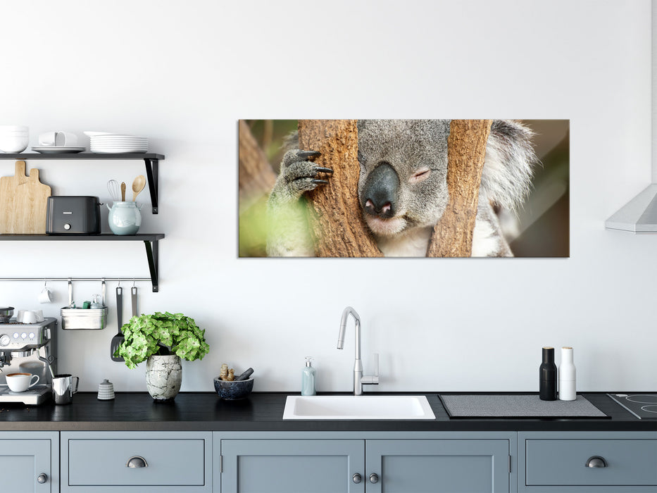 Koala schläft mit Kopf in Astgabel, Glasbild Panorama