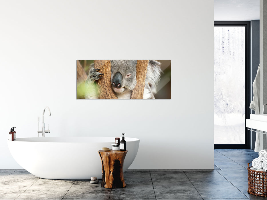 Koala schläft mit Kopf in Astgabel, Glasbild Panorama